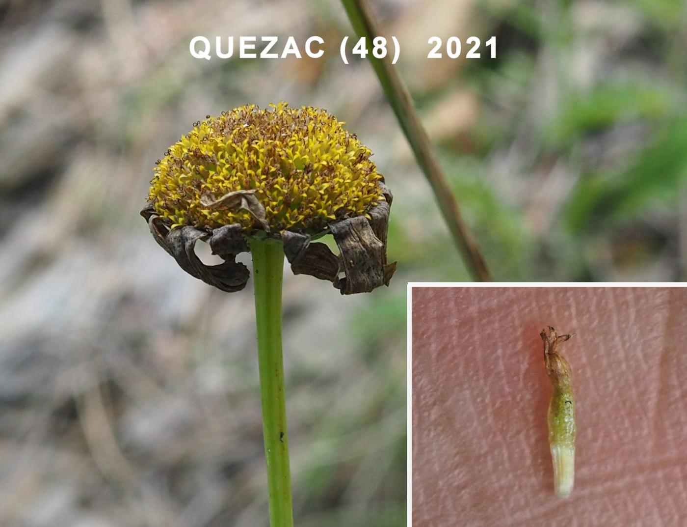 Ox-eye daisy fruit